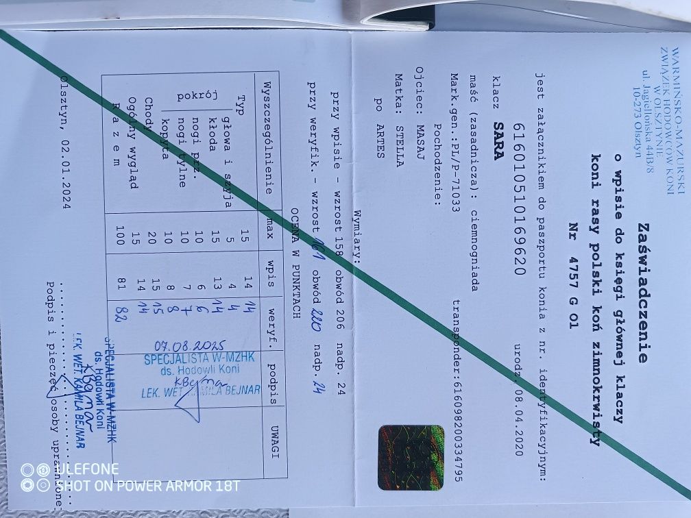 Klacz źrebna ze źrebakiem.Licencja 82pk