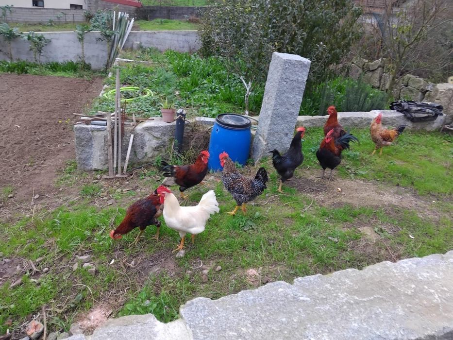 Vendo galos do campo