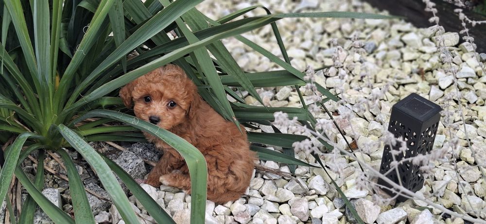 Suczka pudel miniaturowy z metryką