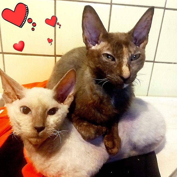 КошечкиДонской сфинкс род 16/044.