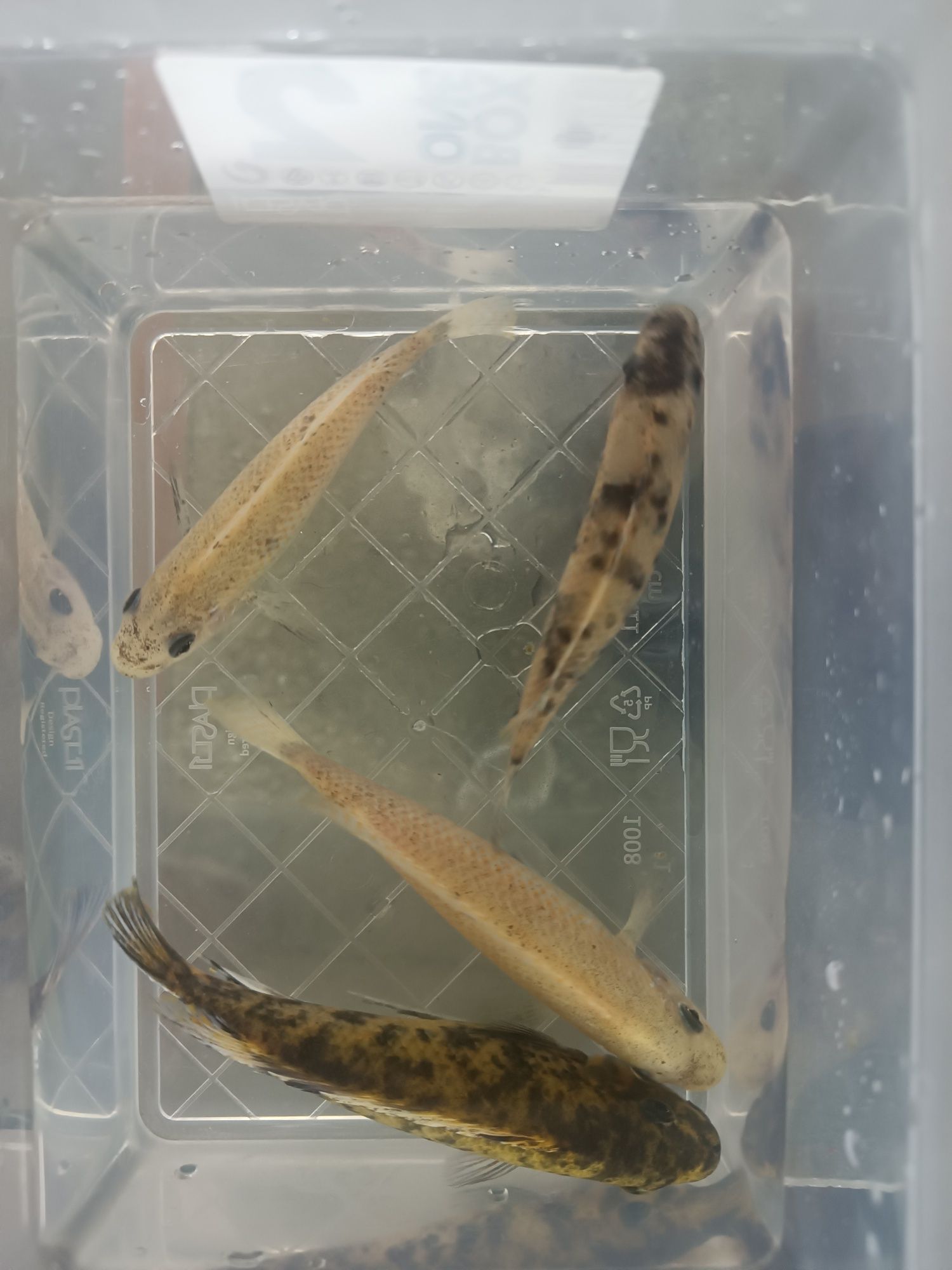 Labeotropheus Trewavasea Chillumba