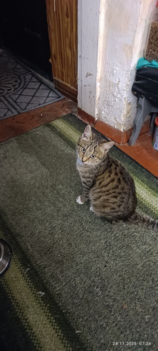 Две стилиризованные сестрички ищут дом один на двоих.