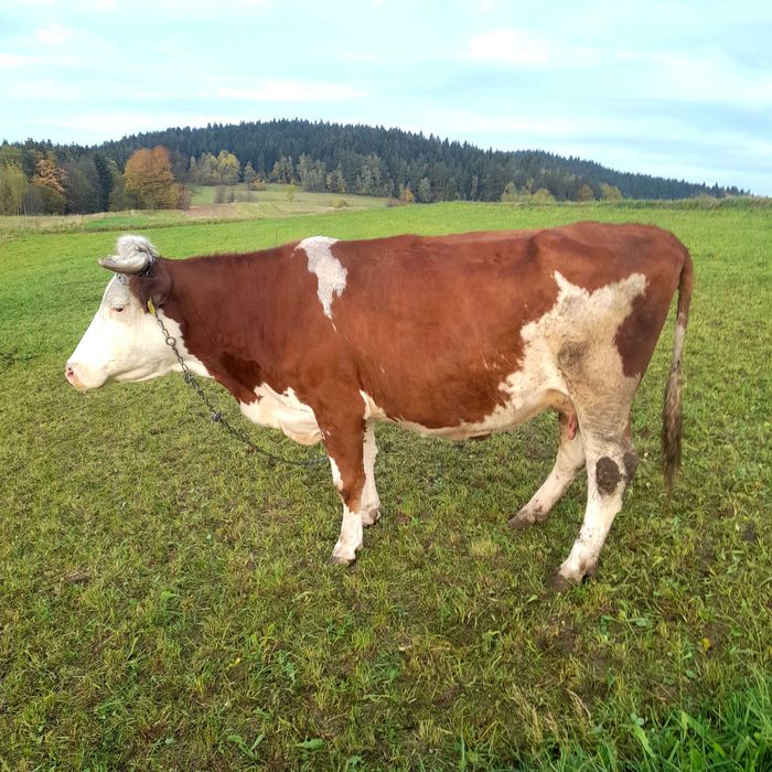 Krowa cielna spokojna