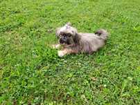 Shih-tzu mini sunia kruszynka