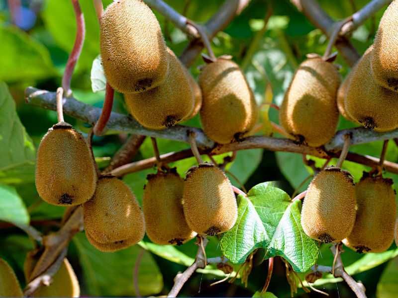 Kiwi, mini kiwi, wspaniałe pnącze do ogrodu