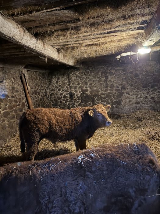 Sprzedam odsadki LM limousine