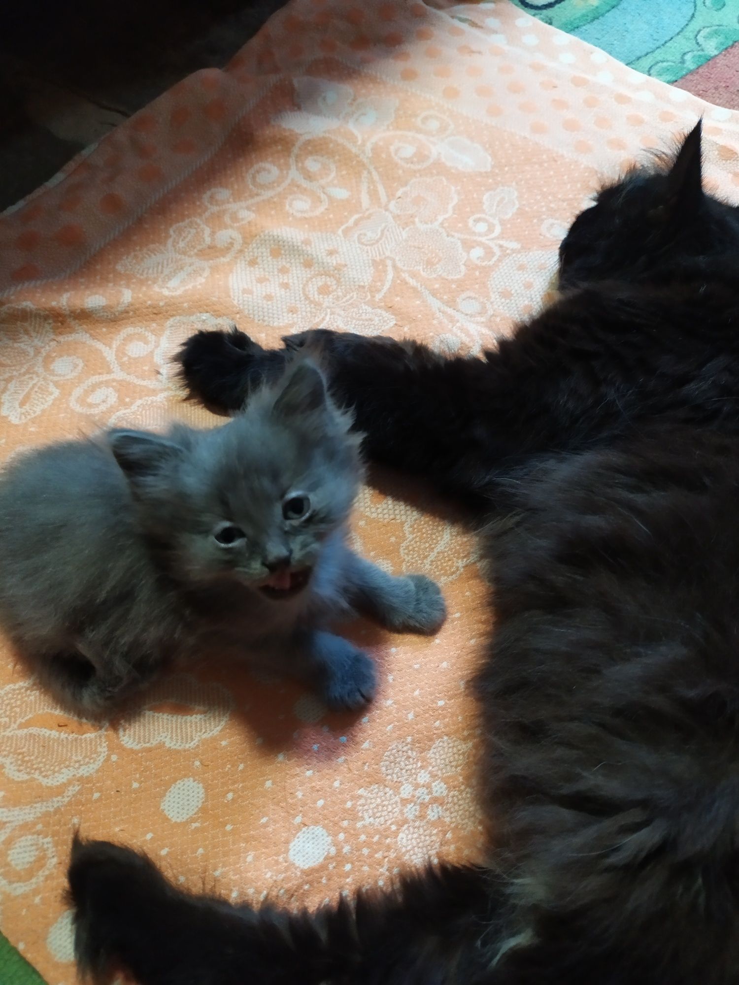 Отдам бесплатно котят