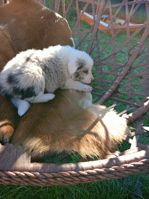 Border Collie FCI piesek.