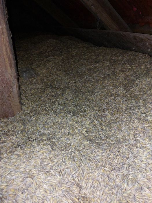 Owies tegoroczny 2025