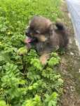 Szpic miniaturowy pomeranian suczka