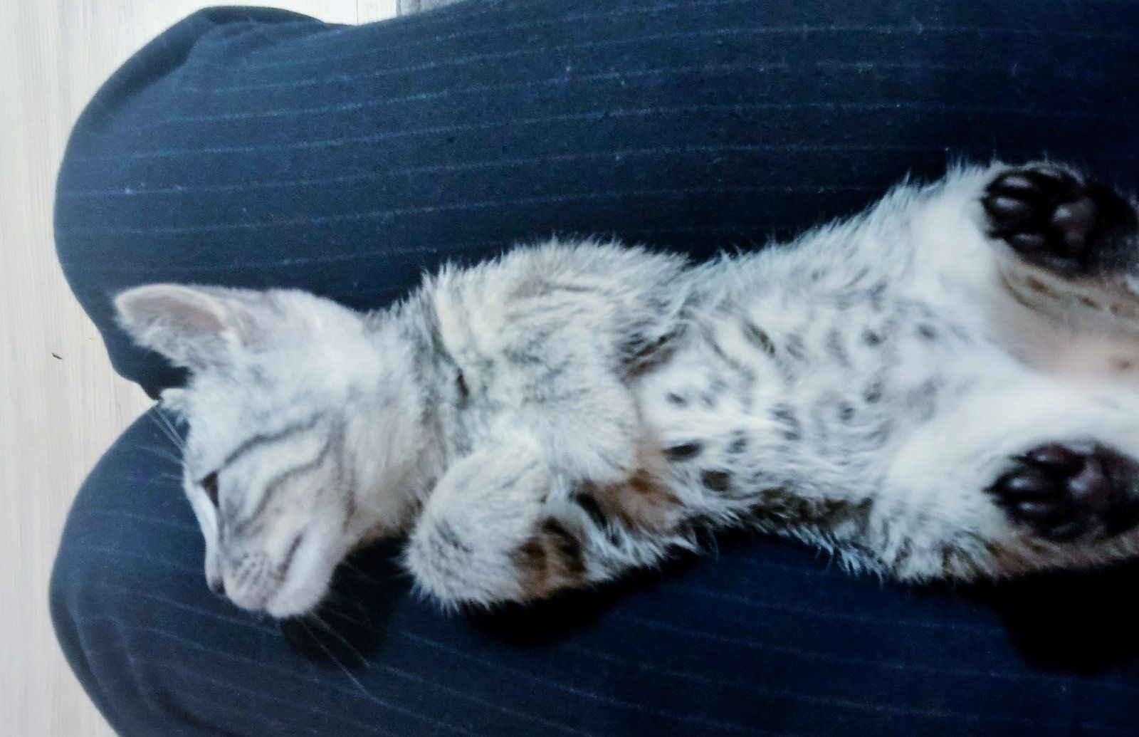 Красивая полосатая котенок девочка ищет дом! Отдам в хорошие руки!