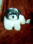 Yorkshire Terrier Biewer samiec