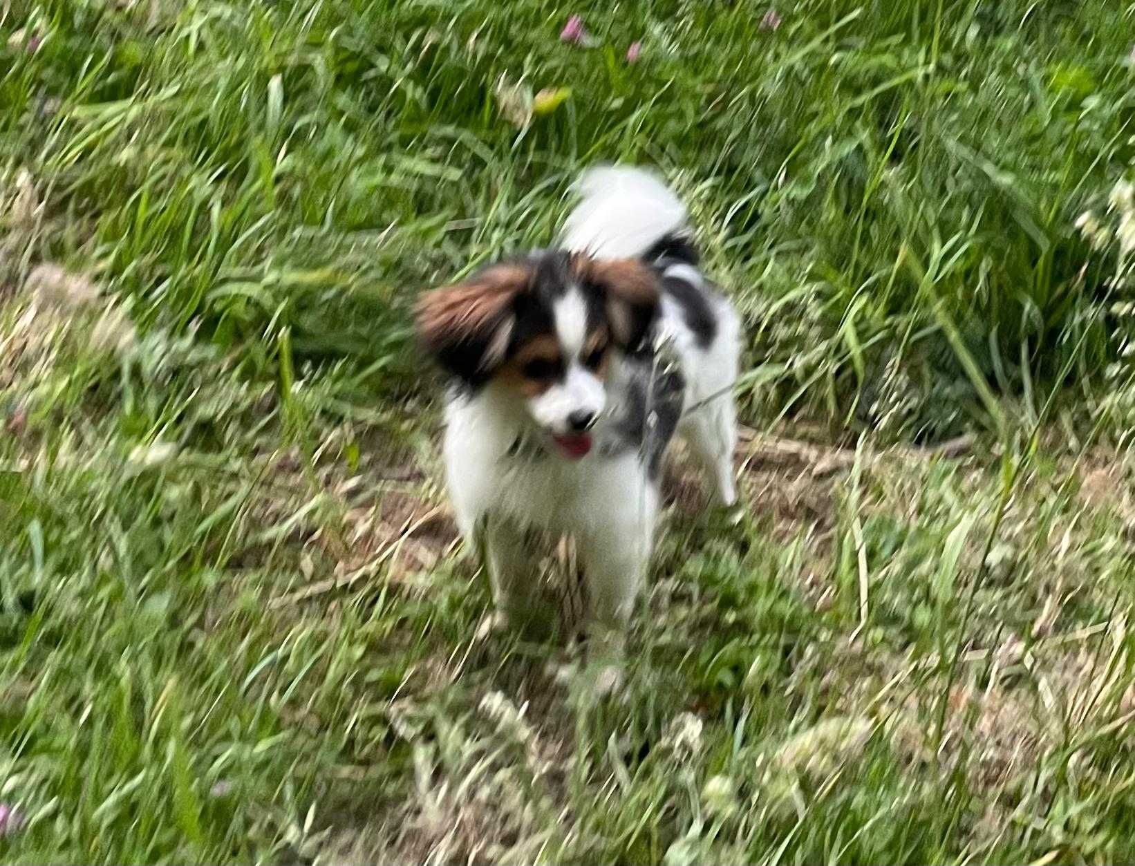 Spaniel kontynentalny, phalene nie papillon, ZKwP, FCI, suczka