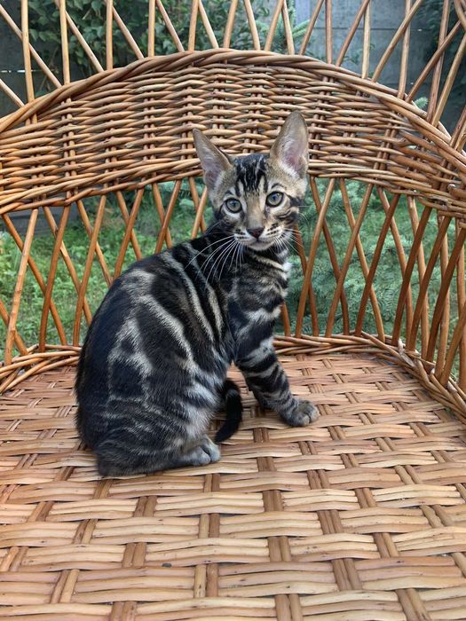 Эксклюзивный бенгальский котик 3,5 мес