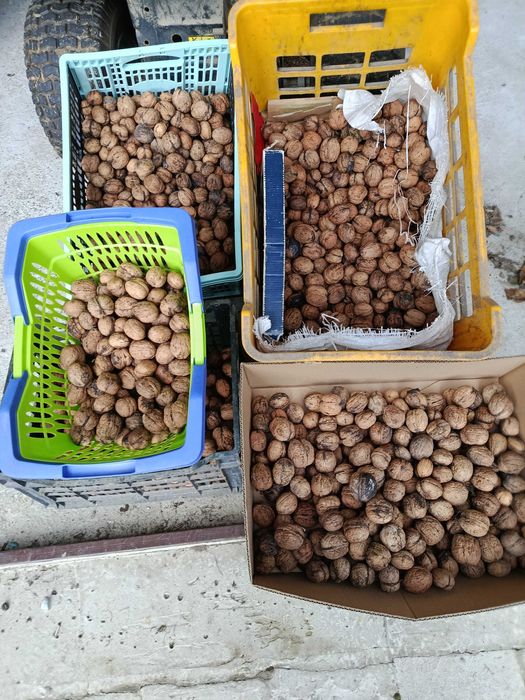 Orzech włoski w łupinie tegorocznych częściowo podsuszony.