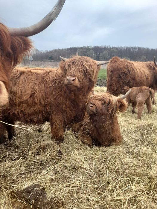 Bydło szkockie Highland Cattle - Jałówki - 100%rasy - Hodowla Eko.