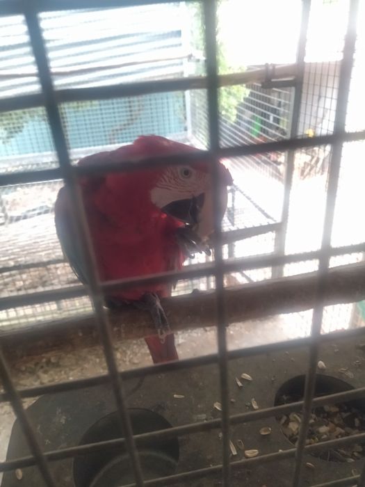 Arara cloptera macho