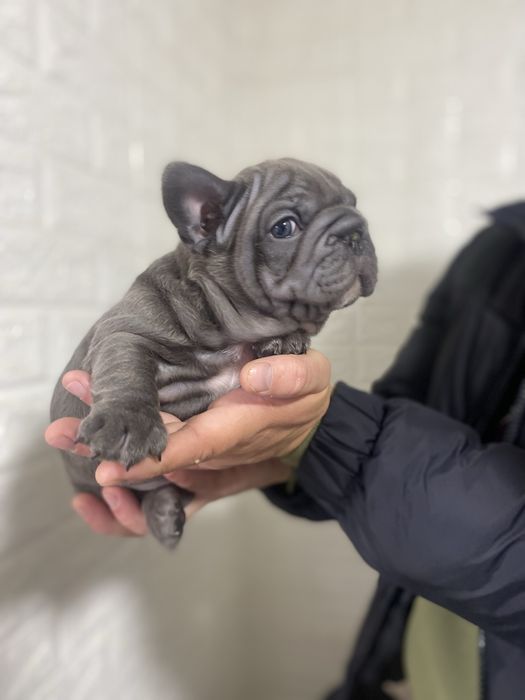 Французький бульдог міні Біг Роб