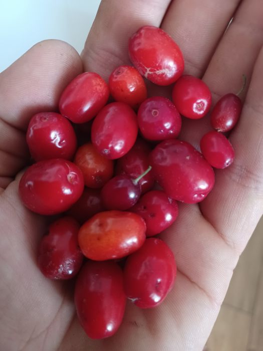 Drzewka owocowe w donicy