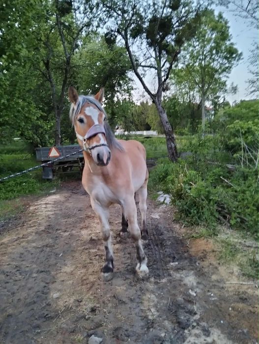 Sprzedam ogiera 2 lat