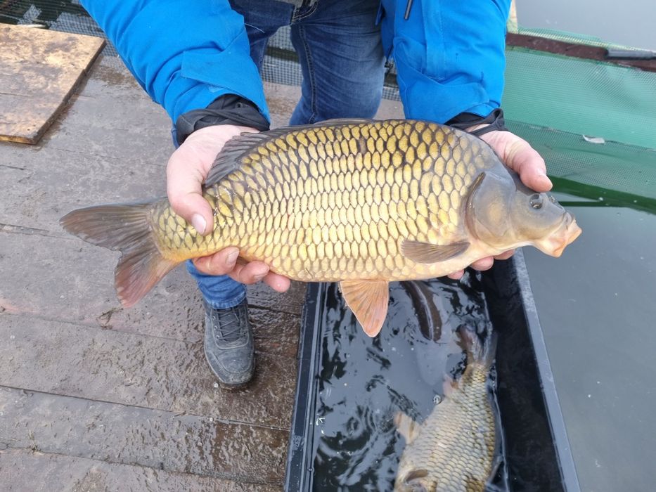 Narybek i kroczek karpia