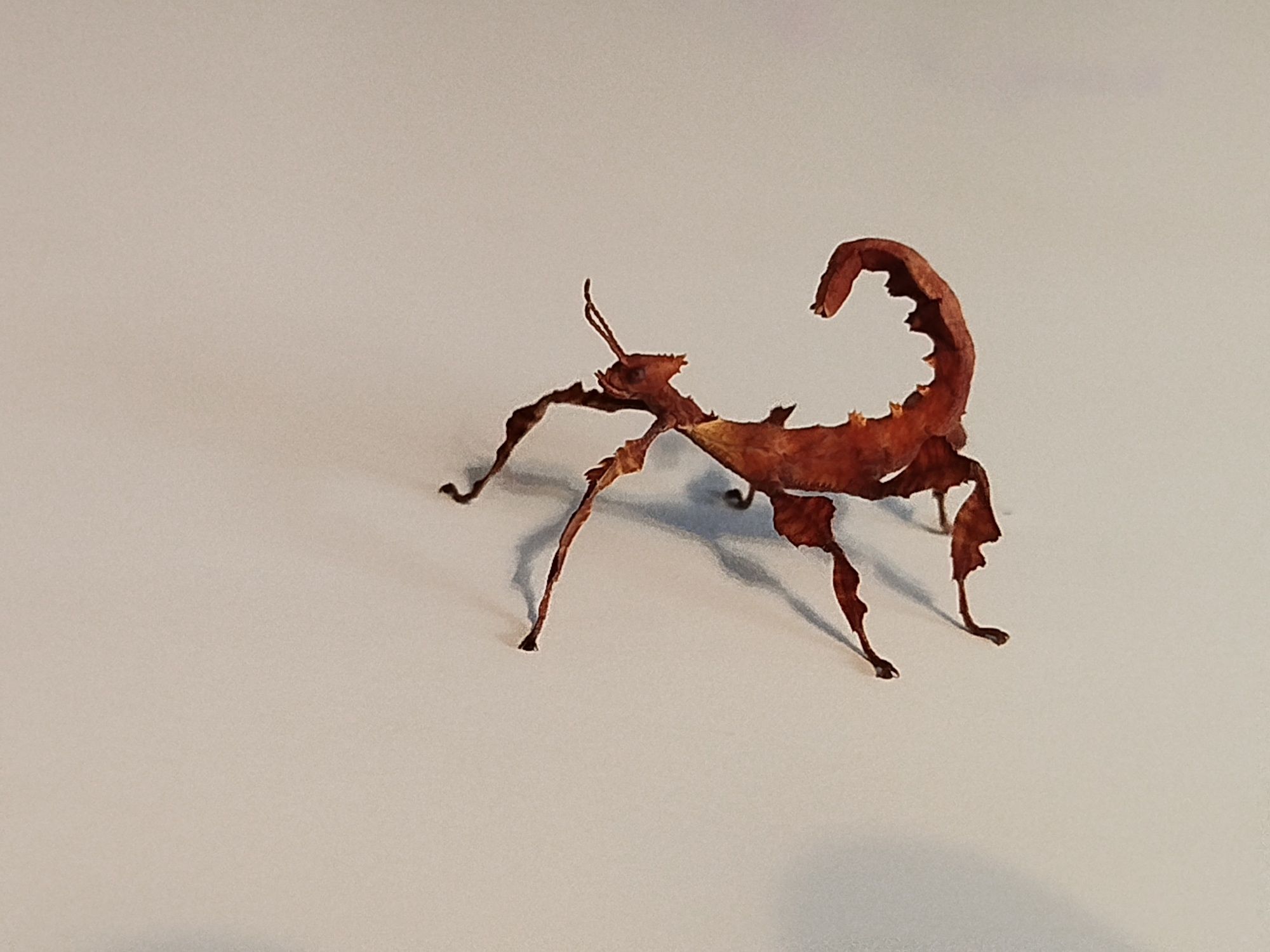 Straszyki australijskie