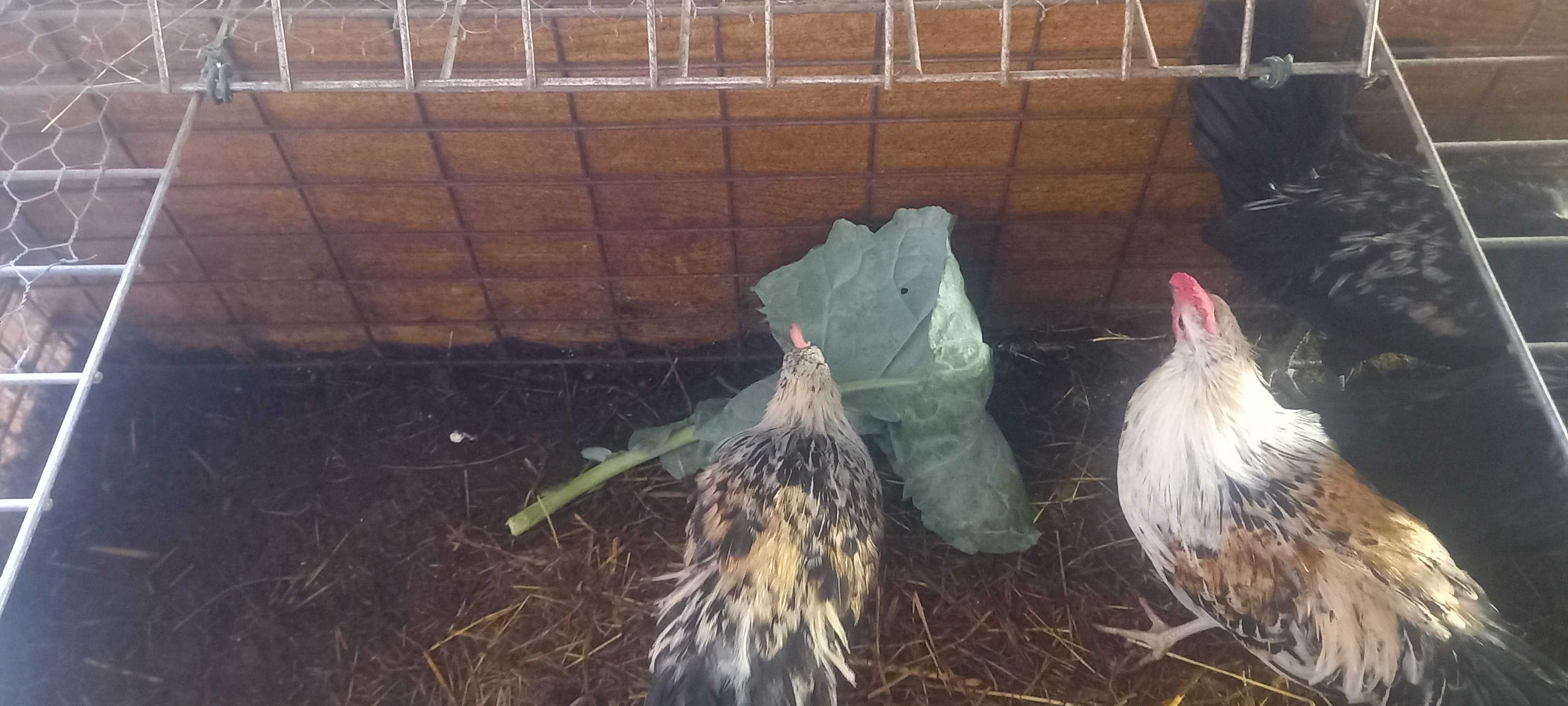 Garnisos de raça  pequena