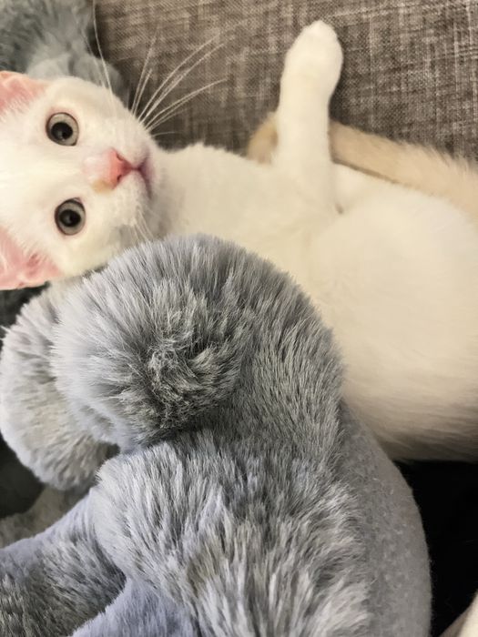 Gatinho bebé com dois meses desparasitado