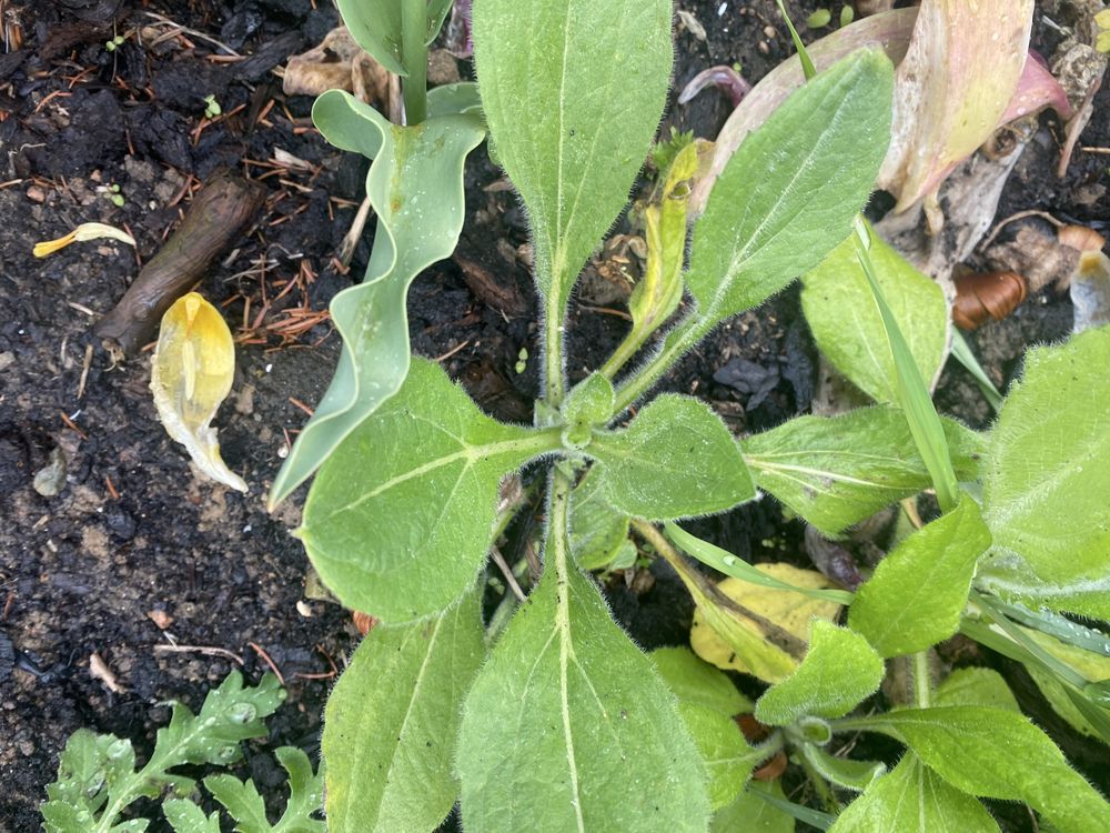 Rudbeka sadzonki