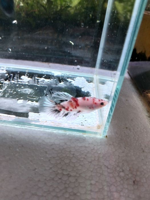 Bettas  Macho – Várias Cores e Padrões