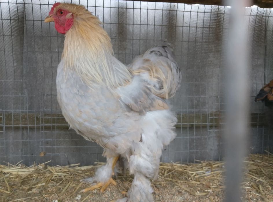 Кури віандот,лівенськіпадуни,корольки.