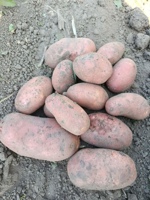Ziemniaki bellarosa/czerwone