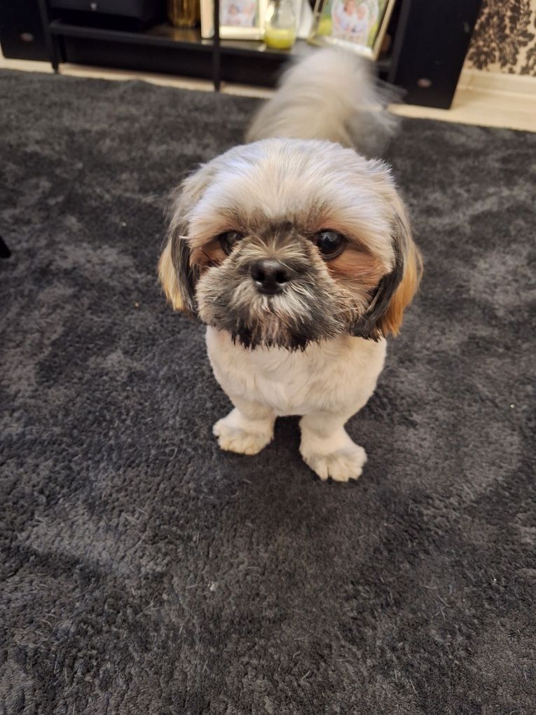 Reproduktor ShihTzu