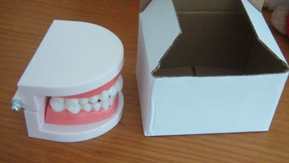 Modelo de Boca com dentes