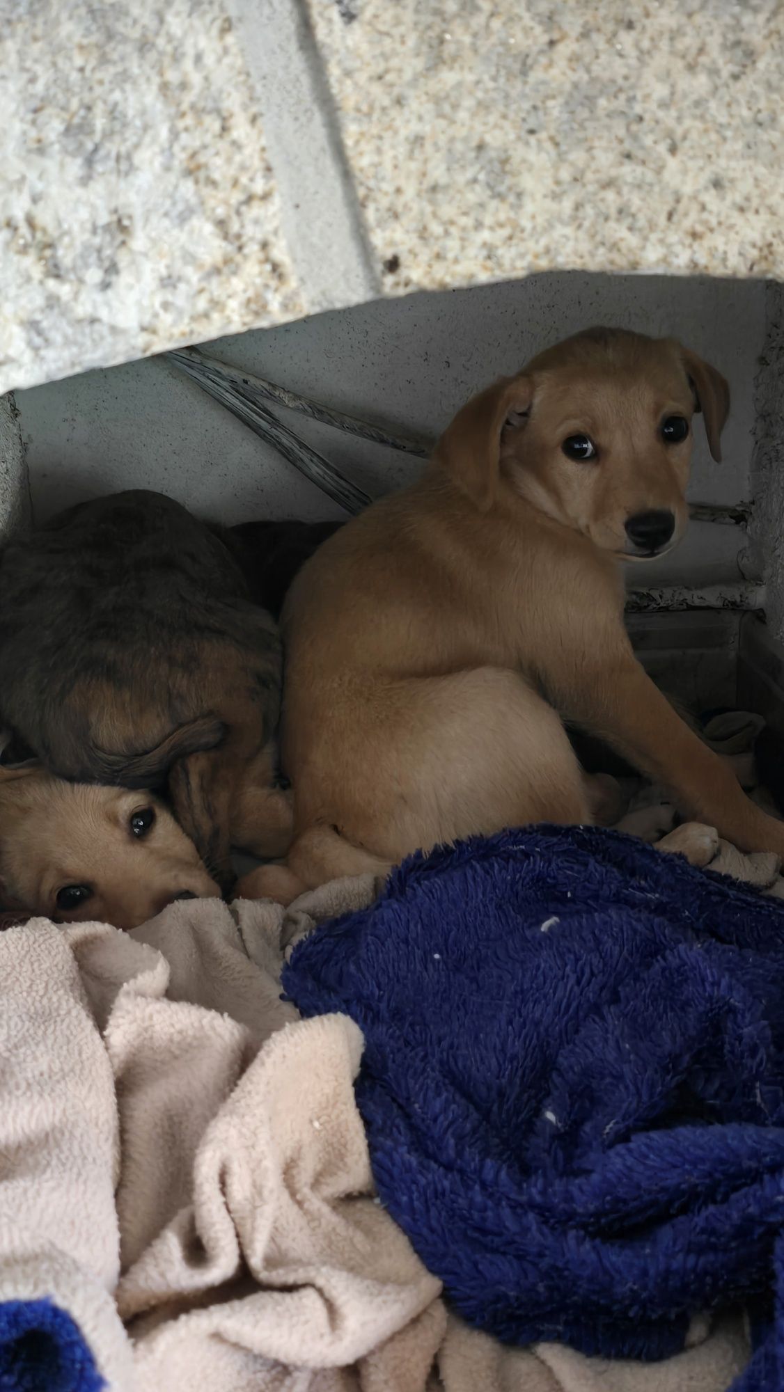 Cães para adoção