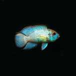 Andinoacara blue var. Elétric Blue  acará azul