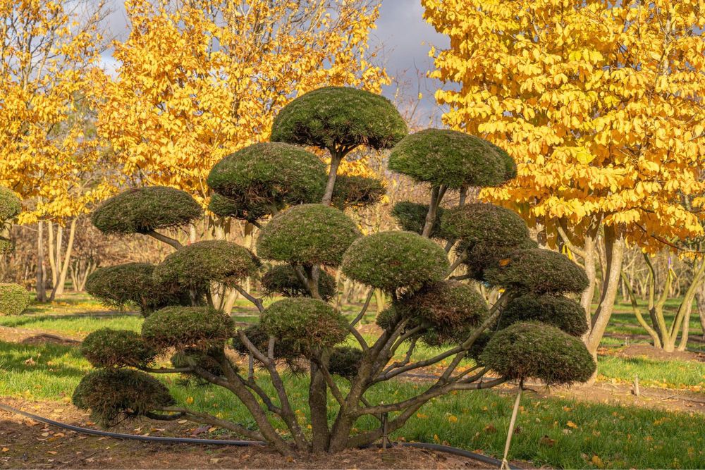 Bonsai-Niwaki formowane sosna cis jałowiec. Laurowiśnia jodła szmaragd