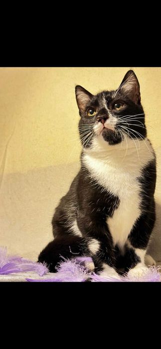 Cudowne 7 msc kocurki szukaja domków