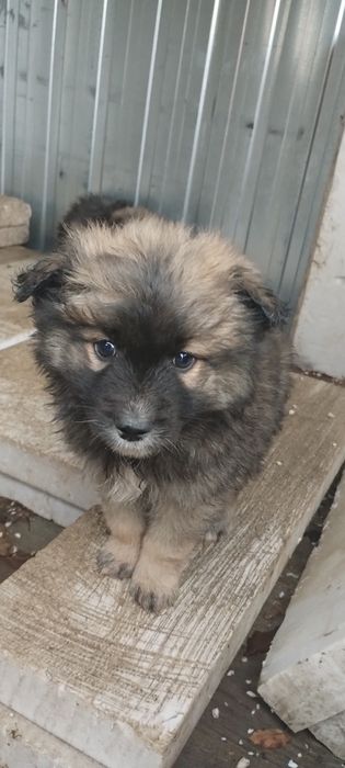 Oddam za darmo pieska