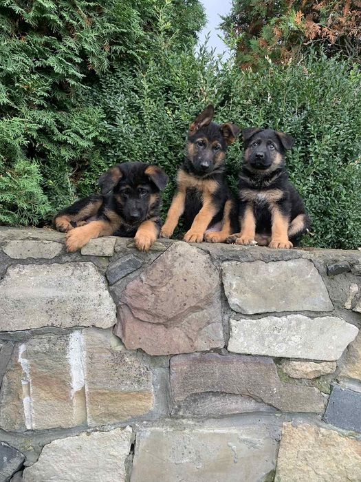 Продаються цуценята