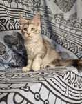 Maine coon kocięta kotka