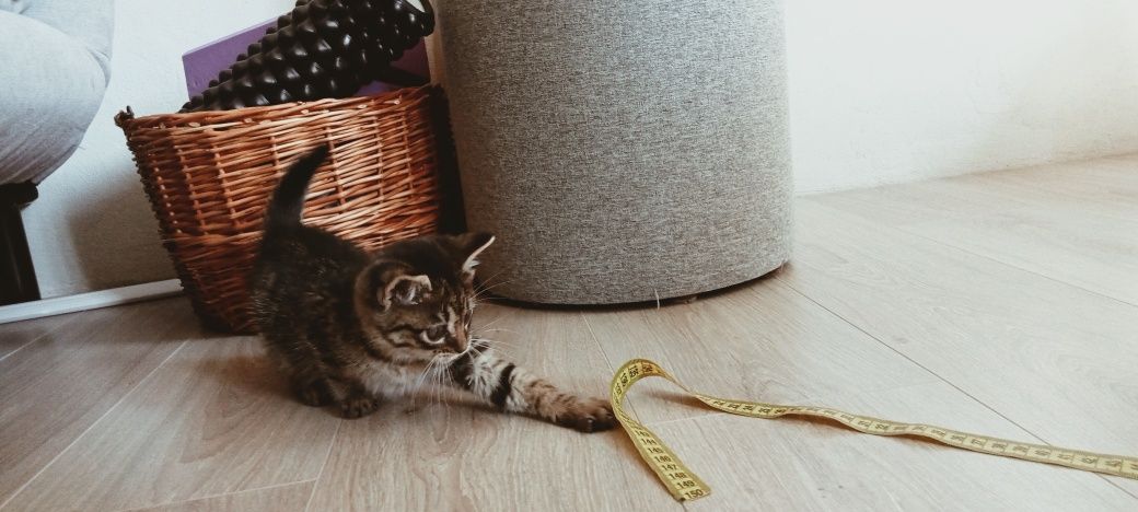 Подарую муркотливе кошеня, є відео