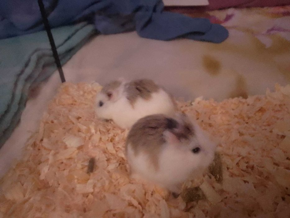 Chomiki Roborowskiego