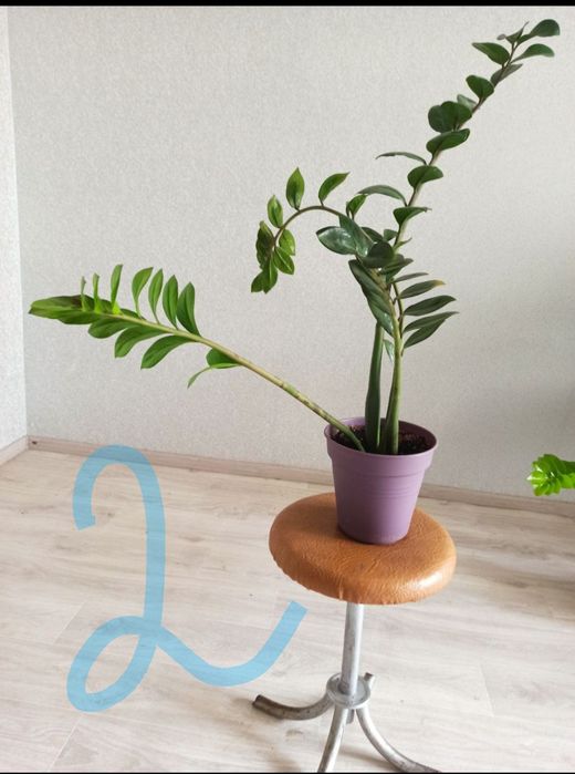 Заміакулькус , рослина