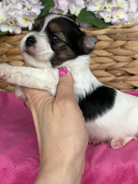Biewer chlopczyk boy śliczny