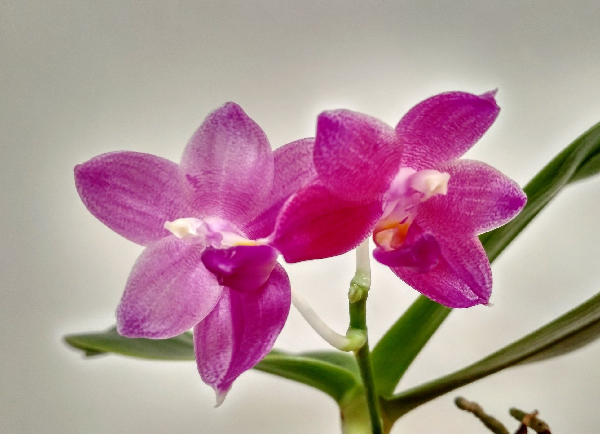 Орхидея фаленопсис, редкая, Yungho Little Baby