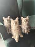 Maine Coon Polodactyl TICA duże kociaki