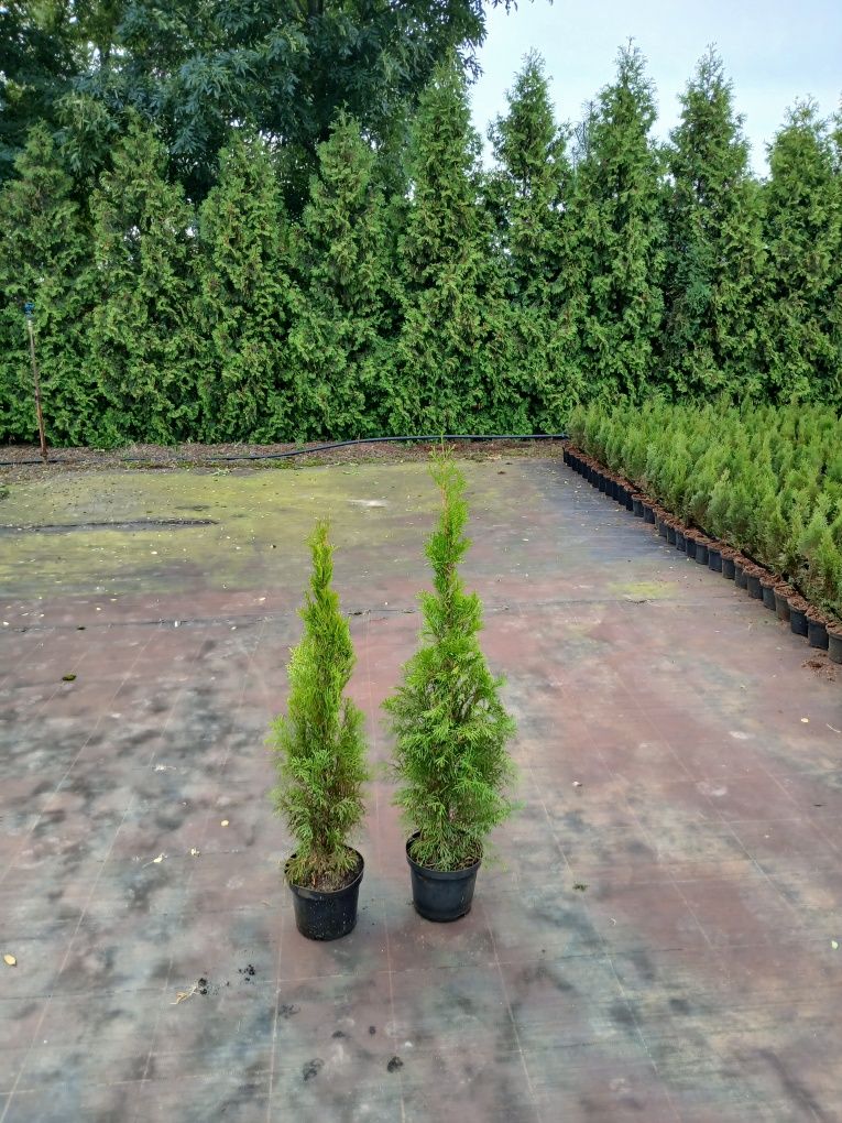 Tuja thuja szmaragd smaragd 95 CM PROMOCJA . Możliwość sadzenia.