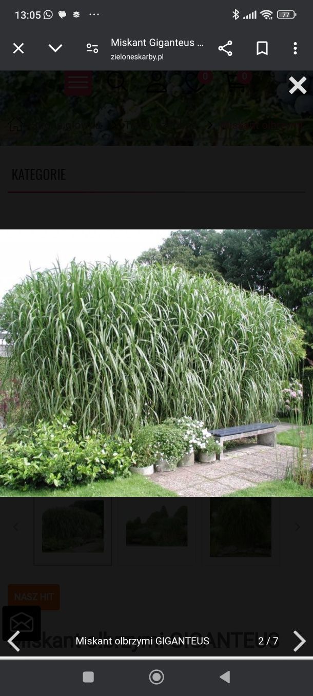 Miskant olbrzymi Miscanthus giganteus