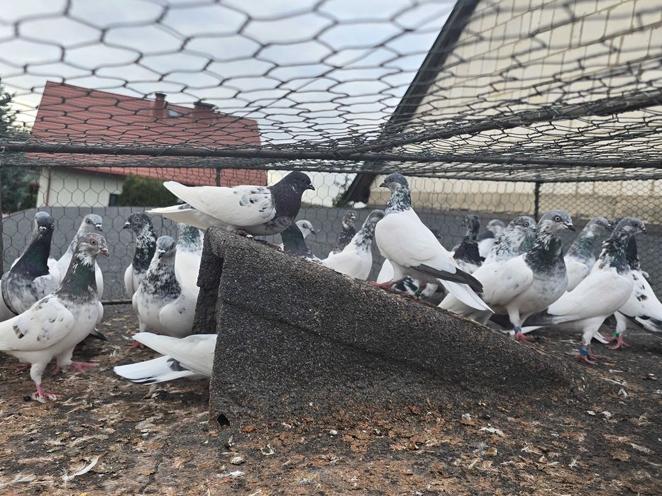 Budapeszty lot 20 sztuk ganiane